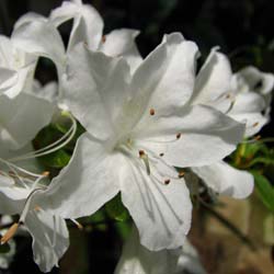 Azalea japonesa 'Palestrina'